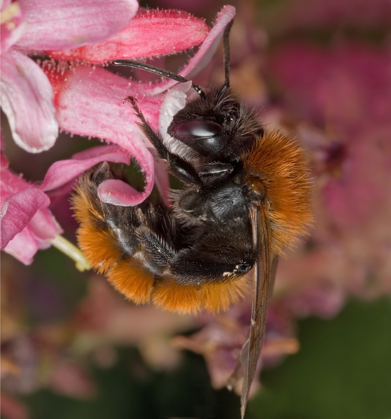 Tawny Mining Bee 2